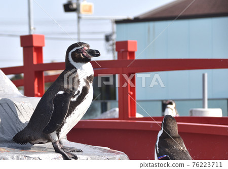 Penguin Penguin 76223711