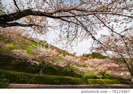 The cherry blossoms that bloom in Kikuchi Park are beautiful 76223867
