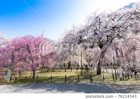 埼玉縣秩父市岩松山青雲寺的垂枝櫻花 76224343