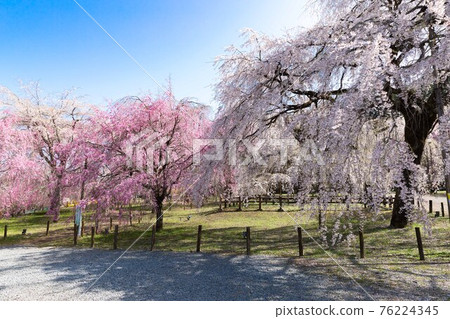 Weeping cherry tree at Seiunji, Iwamatsuyama, Chichibu City, Saitama Prefecture 76224345