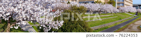 Sakuramichi where cherry blossoms are scattered 76224353