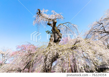 Weeping cherry tree at Seiunji, Iwamatsuyama, Chichibu City, Saitama Prefecture 76224354