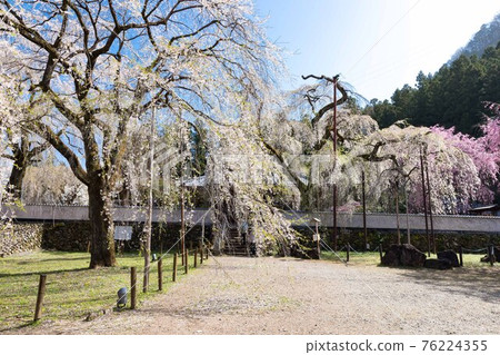 埼玉縣秩父市岩松山青雲寺的垂枝櫻花 76224355