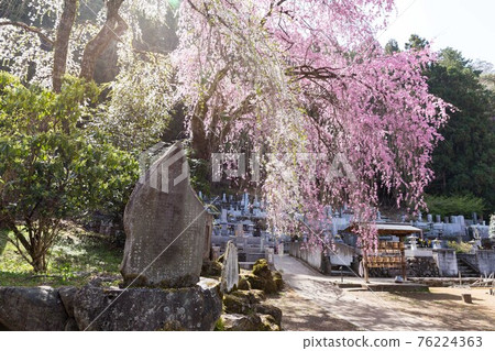 埼玉縣秩父市岩松山青雲寺的垂枝櫻花 76224363