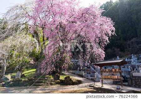 Weeping cherry tree at Seiunji, Iwamatsuyama, Chichibu City, Saitama Prefecture 76224366