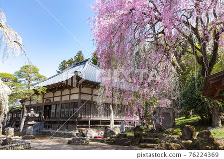 Weeping cherry tree at Seiunji, Iwamatsuyama, Chichibu City, Saitama Prefecture 76224369