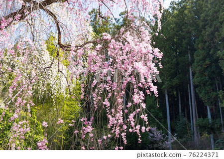 埼玉縣秩父市岩松山青雲寺的垂枝櫻花 76224371