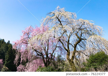 埼玉縣秩父市岩松山青雲寺的垂枝櫻花 76224377