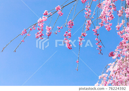 埼玉縣秩父市岩松山青雲寺的垂櫻與藍天 76224392