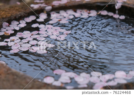 Cherry blossom petals floating on the water surface of the chozubachi Image material where cherry blossoms are scattered Cherry blossom petals floating on the water surface of the chozubachi Image material where cherry blossoms are scattered 76224468