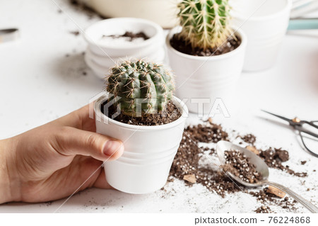 Process of repotting a cactus at home into new pot 76224868