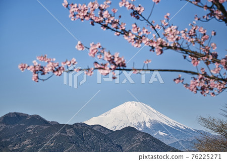 [鬆達摩，松田町，河津櫻花盛開和富士山] 76225271