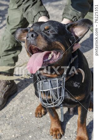 Rottweiler with muzzle and man in military uniform outside. Rottweiler with muzzle and man in military uniform outside. 76225351
