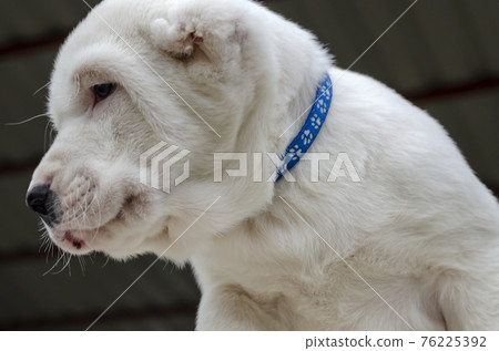 White Central Asian Shepherd puppy close-up. White Central Asian Shepherd puppy close-up. 76225392