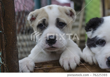 Native breeds of dogs. Puppies of Turkmen Alabai. Dog breeding. Wolfhounds Native breeds of dogs. Puppies of Turkmen Alabai. Dog breeding. Wolfhounds 76225393