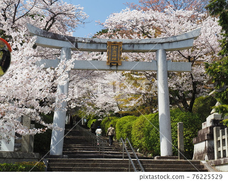 京都東山宗中神社櫻花 76225529