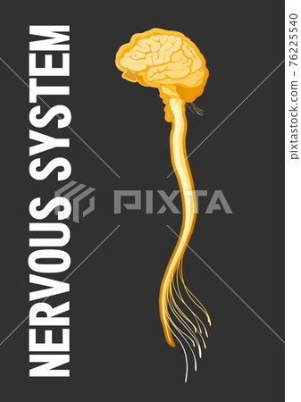 human nervous system educational scheme 76225540