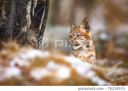 Young eurasian lynx hiding in the forest at winter 76226553