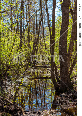 Russia. May 6, 2019. Picturesque dams formed in the spring forest with the onset of thaw and snowmelt. 76226637