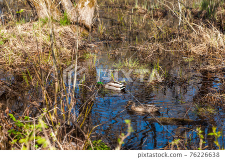 Russia. May 6, 2019. A married couple-a duck and a drake swim in a pond hidden from human eyes in the suburbs of Kronstadt. 76226638