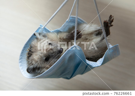image of hedgehog mask wooden desk background image of hedgehog mask wooden desk background 76226661