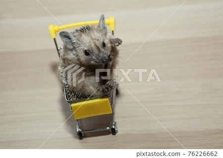 image of hedgehog trolley wooden desk 76226662