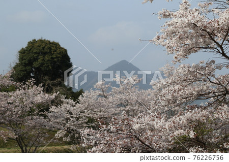 Yamato Fuji and Sakura Yamato Fuji and Sakura 76226756