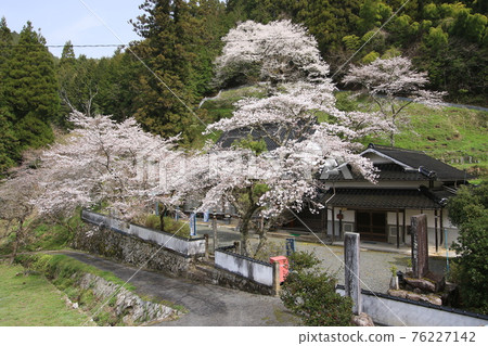 Sakuramotoji 2 76227142