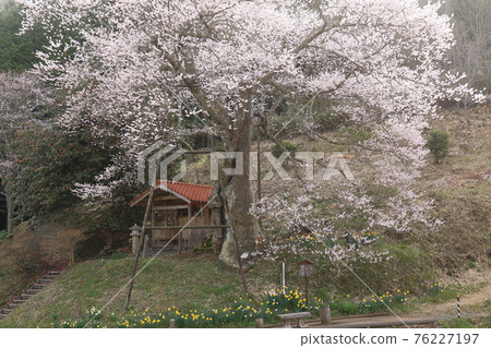 Large cherry blossoms in Iwaiune 1 Large cherry blossoms in Iwaiune 1 76227197
