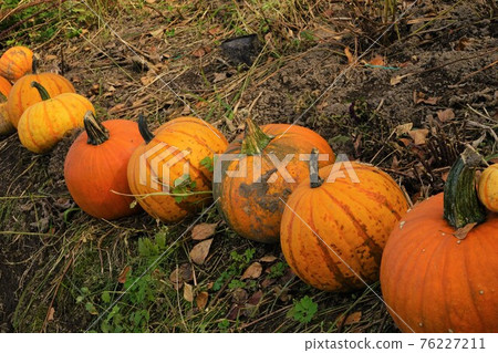 orange pumpkin pumpkin fall orange pumpkin pumpkin fall 76227211