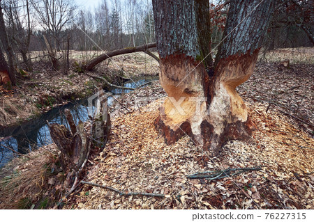 The beaver teeth marks on a tree trunk, tree gnawed by the beaver on the river bank. The beaver teeth marks on a tree trunk, tree gnawed by the beaver on the river bank. 76227315
