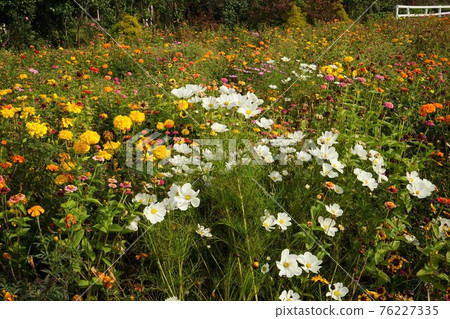 白波斯菊黃萬壽菊花田秋 76227335