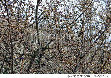 Springtime beginning in March at surroundings of Zagreb, Croatia Springtime beginning in March at surroundings of Zagreb, Croatia 76227457