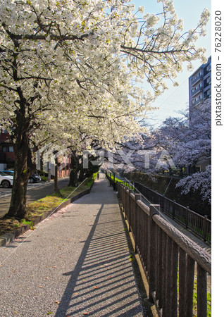 Sakura on the Kotta River near Tama Center Station, the scenery on the downstream side near Sanno Bridge 76228020