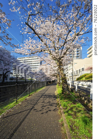 Sakura on the Kotta River near Tama Center Station, near Sanno Bridge 76228022
