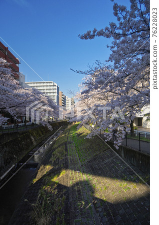 Sakura on the Kotta River near Tama Center Station, near Sanno Bridge 76228023