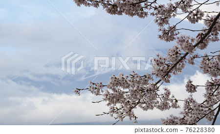 從山梨縣河口湖町河口湖看富士山和盛開的櫻花 76228380