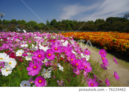 Cosmos field in full bloom [Nabana no Sato] 76229462