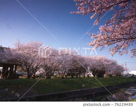 盛開的櫻花樹 76229489