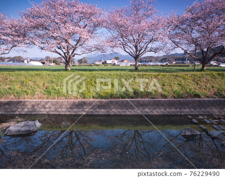 Cherry blossoms moving to the river 76229490