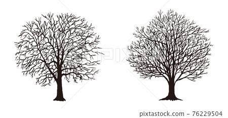 無葉樹剪影矢量 76229504