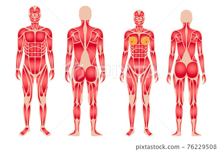Human muscular system 76229508