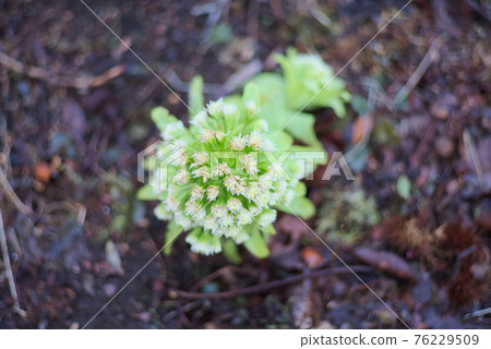 春款冬花 76229509