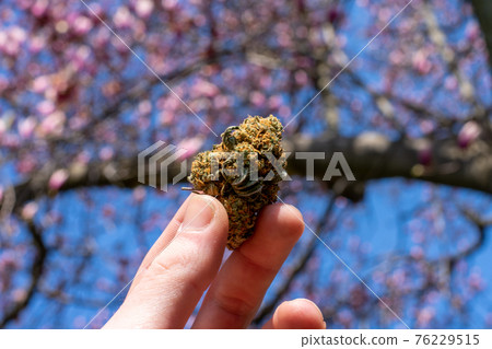 A Hand Holding Up a Cannabis Nug With a Cherry Blossom Tree Behind A Hand Holding Up a Cannabis Nug With a Cherry Blossom Tree Behind 76229515