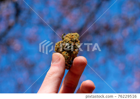 A Hand Holding Up a Cannabis Nug With a Cherry Blossom Tree Behind 76229516