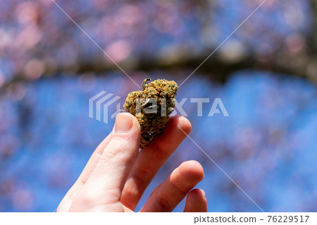 A Hand Holding Up a Cannabis Nug With a Cherry Blossom Tree Behind A Hand Holding Up a Cannabis Nug With a Cherry Blossom Tree Behind 76229517