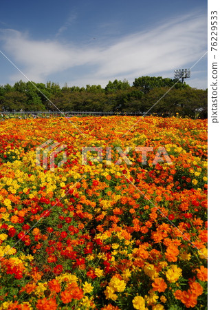 Kibana Cosmos [Nabana no Sato] 76229533