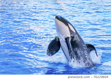 Port of Nagoya Public Aquarium Killer Whale Jump Marine Life Aichi Sightseeing Spot Port of Nagoya Public Aquarium Killer Whale Jump Marine Life Aichi Sightseeing Spot 76229604