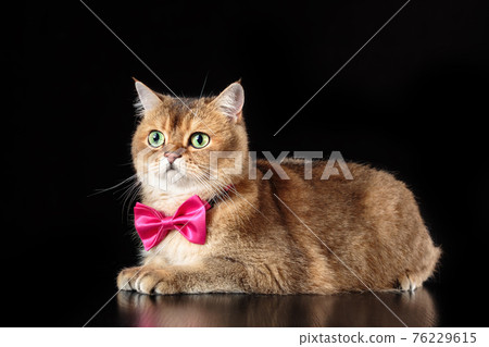 kittens wearing bow ties