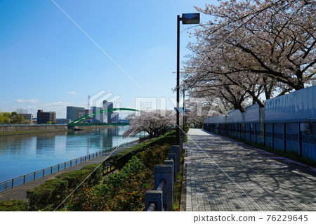 Sumida River and Odai Bridge in full bloom Sumida River and Odai Bridge in full bloom 76229645